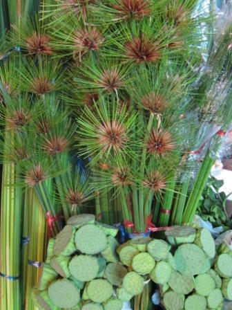 Grasses – lotus pods-c