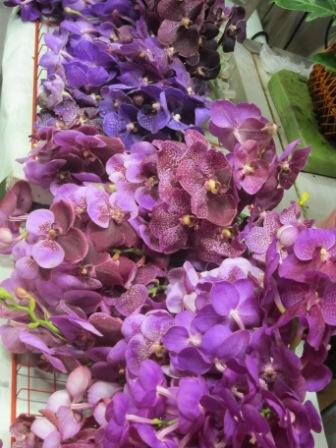 vanda orchids 2-c