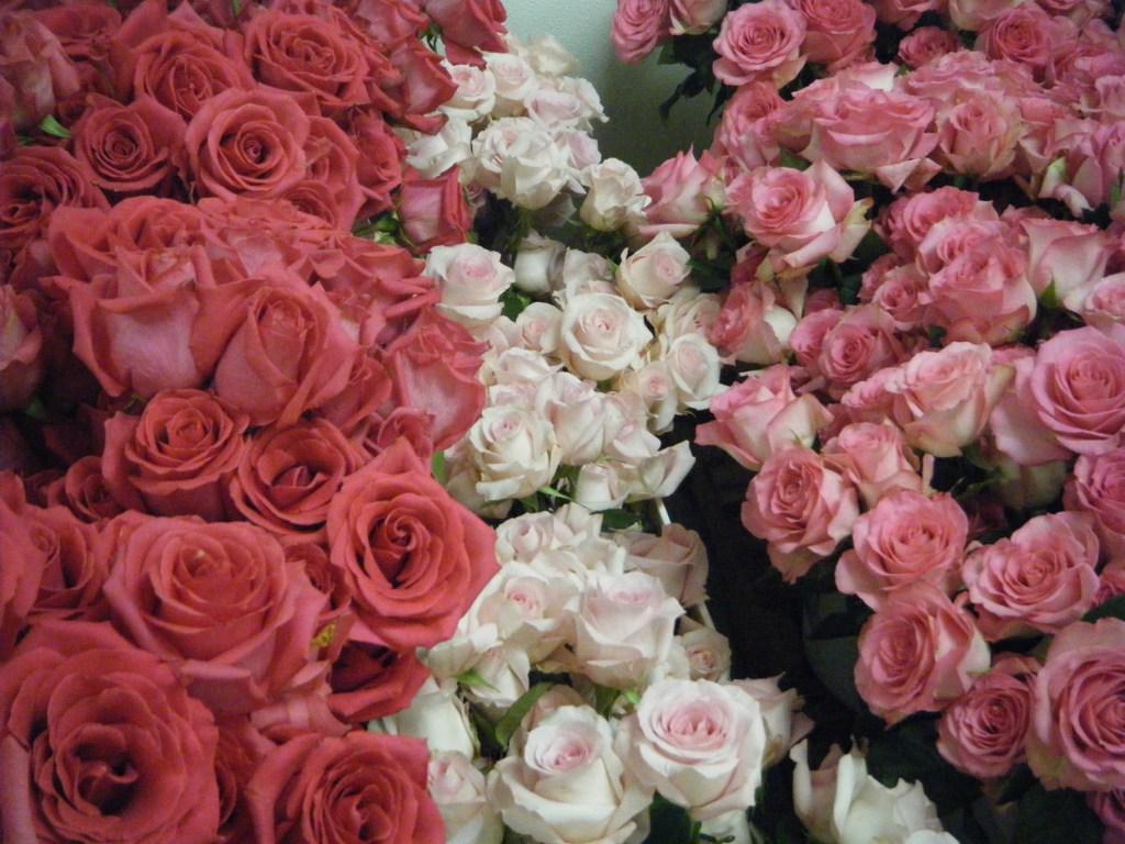 More pink roses-c
