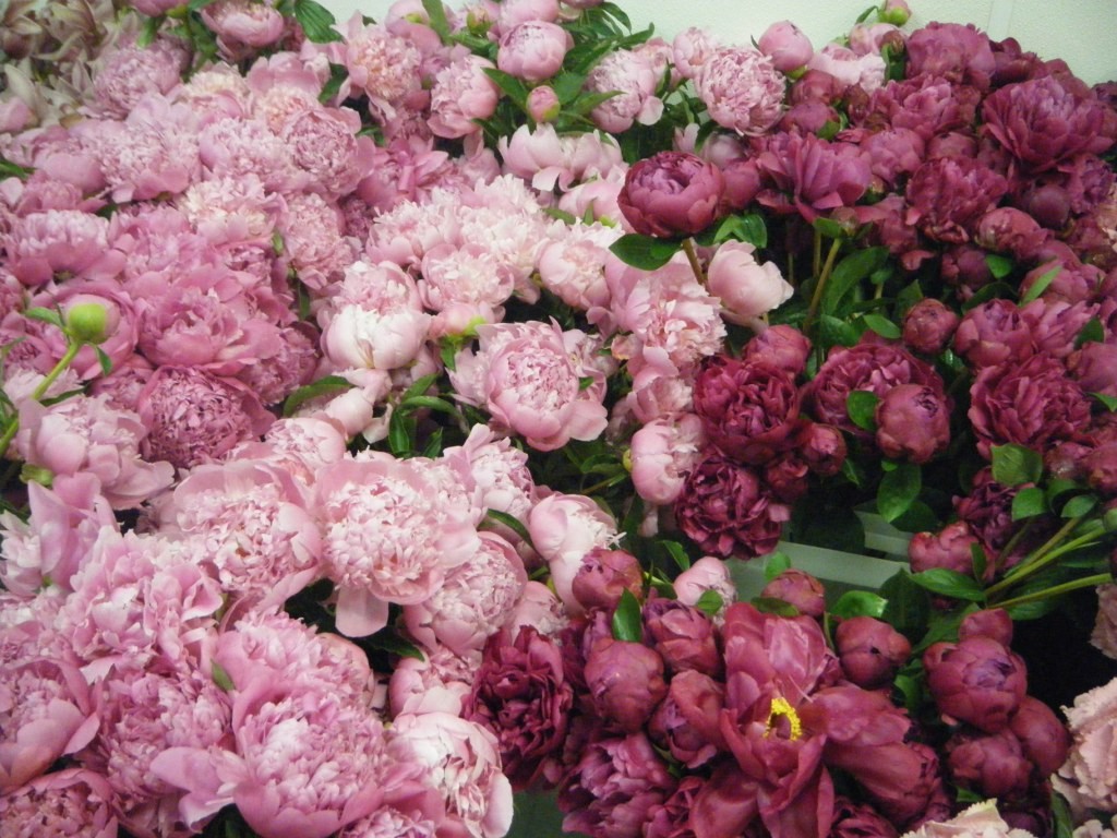 Pink Peonies-c