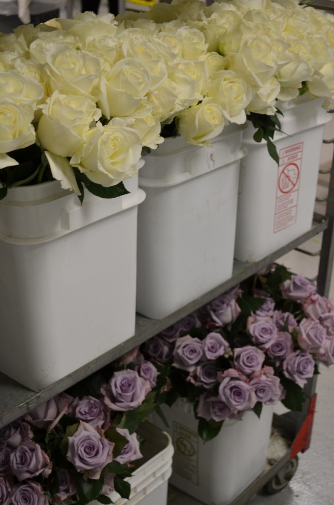 white porcelana roses lavender sterling roses evantine design philadelphia florists