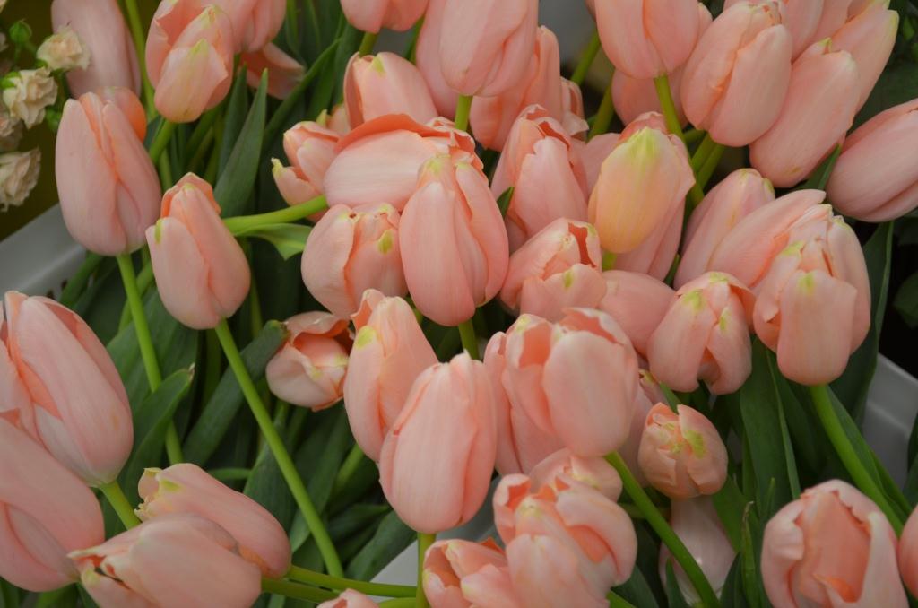 menton salmon french tulips evantine design wedding planners