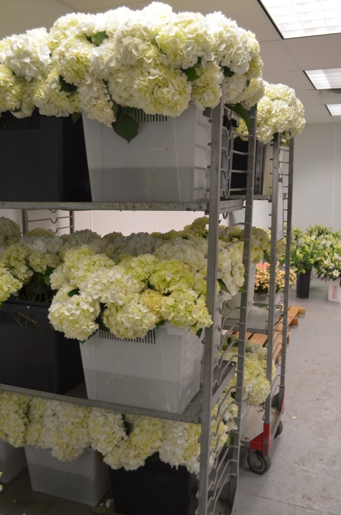 white hydrangea philadelphia high end florists evantine design