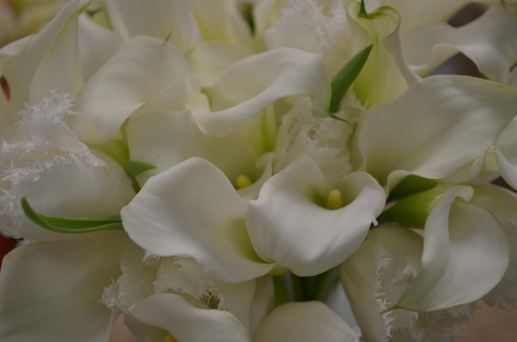white mini calla lilies white fringe tulips evantine design philadelphia florists