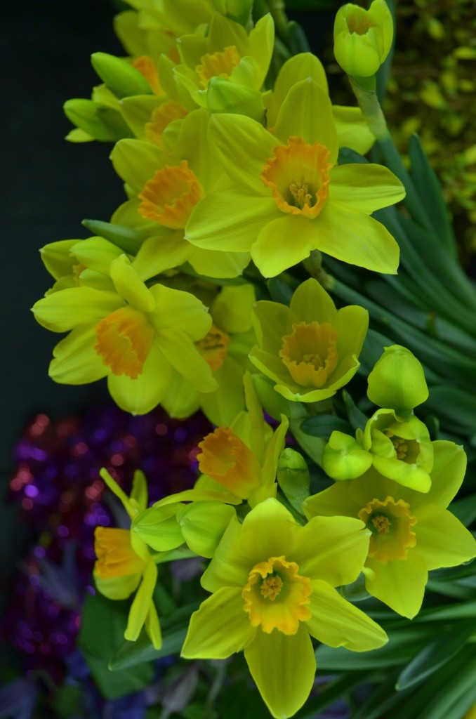 daffodils for spring philadelphia flowers shops center city delivery available