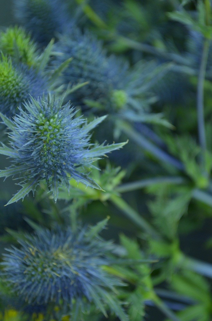 purple thistle for floral arrangements philadelphia