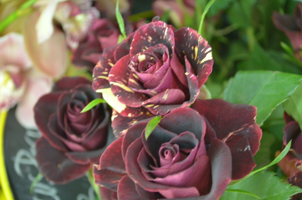 red roses black beauty roses valentines day philadelphia florists