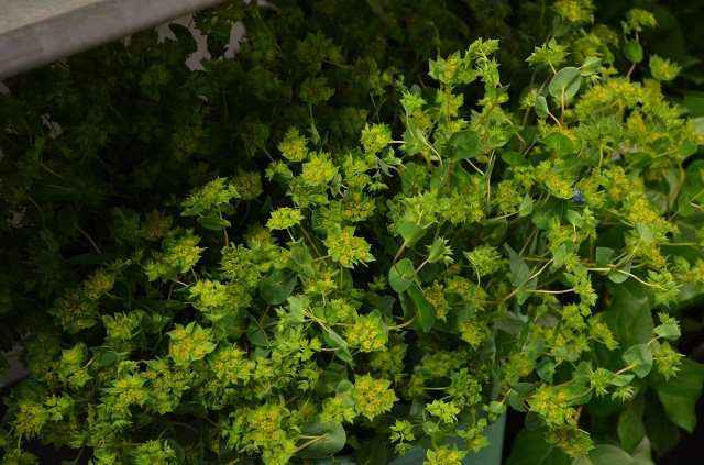 green bupleurum, green flowers, evantine design