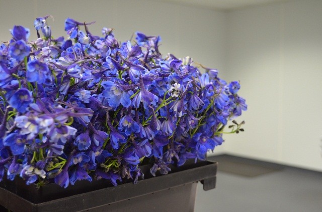 blue delphinium, philadelphia florists