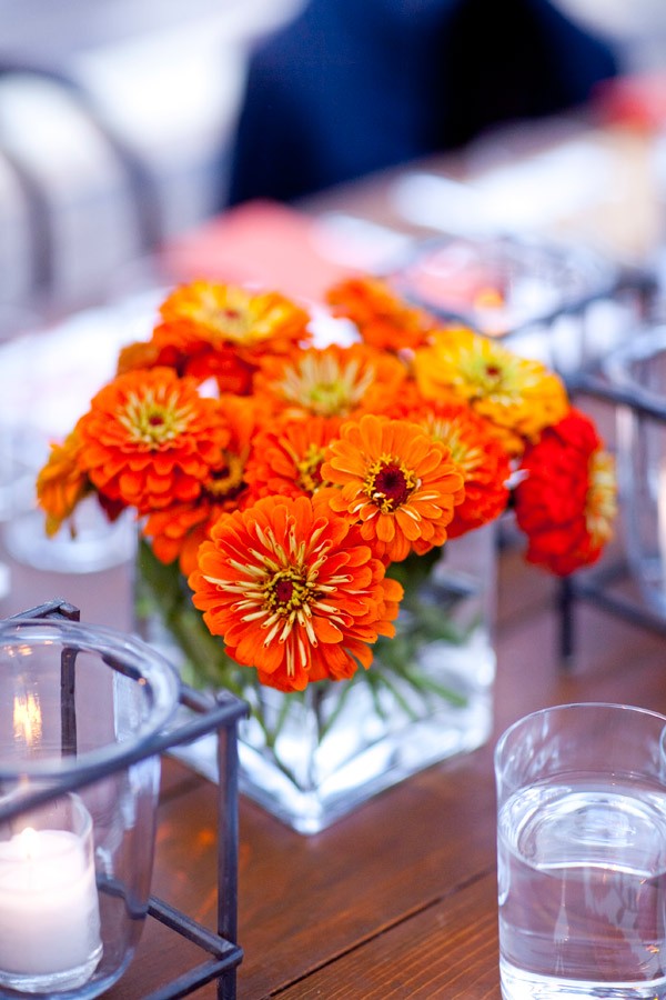 Orange Zinnias Evantine Design Summer Flowers