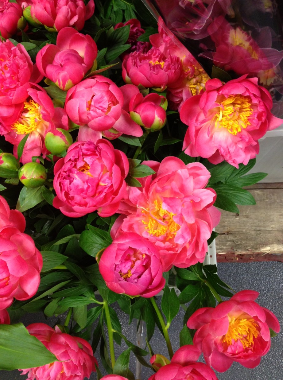 coral peonies