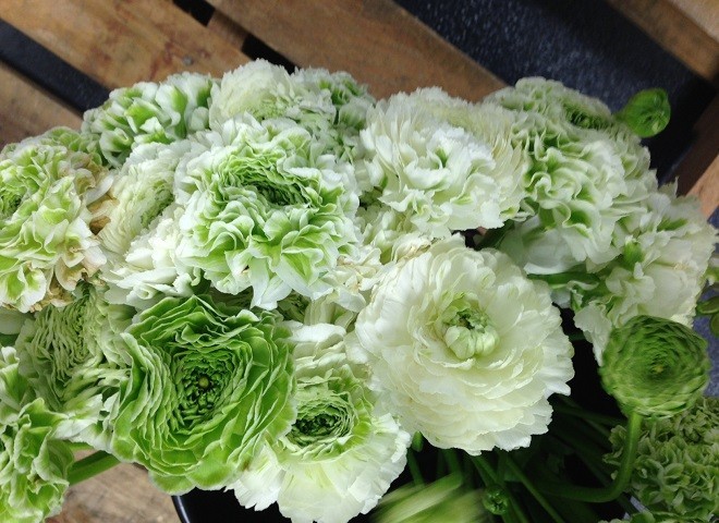 green ranunculus spring flowers for events philadelphia florists