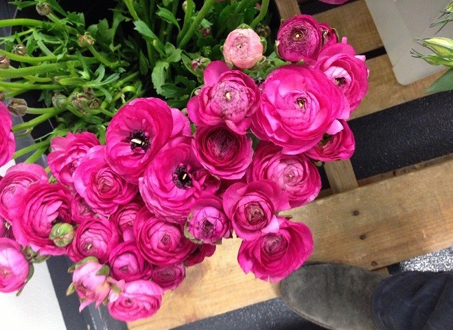 hot pink ranunculus evantine design