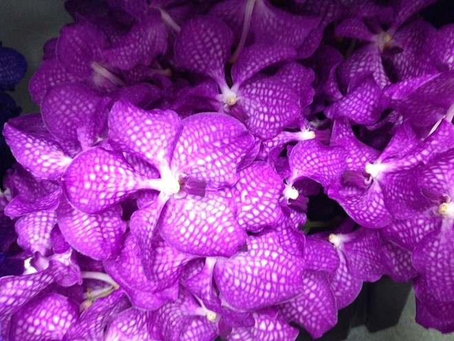 magenta purple vanda orchids evantine design