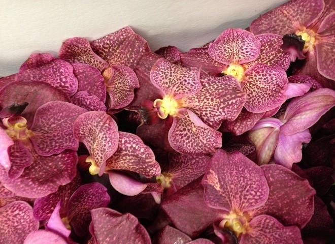 pink orchids for weddings