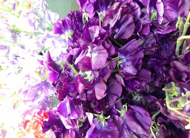 purple sweet peas spring flowers for events