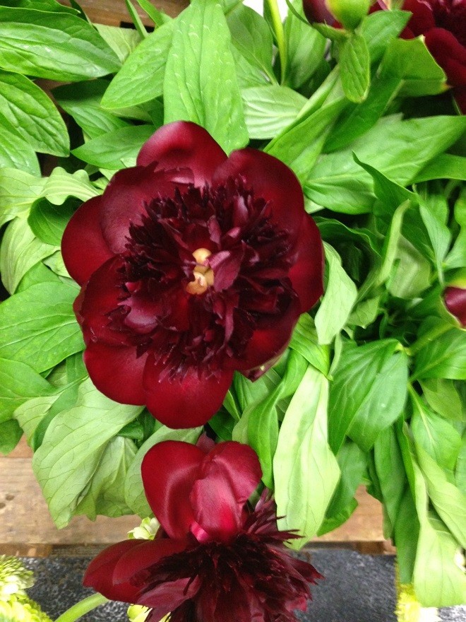 dark red peonies