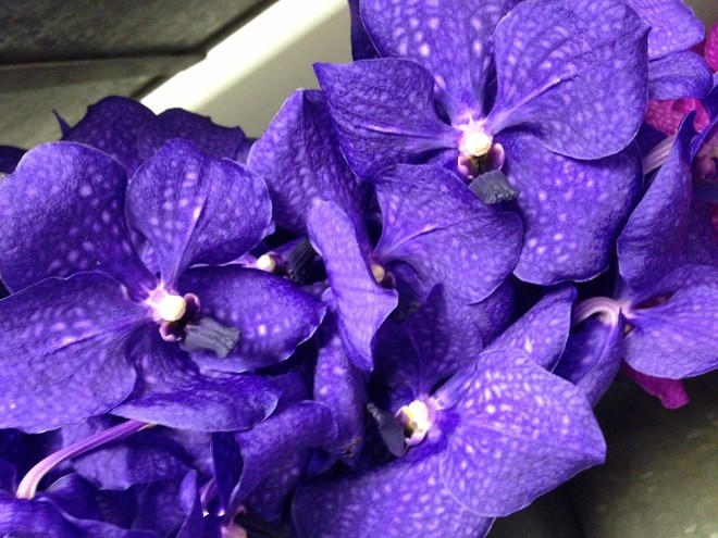 purple vanda orchids evantine design