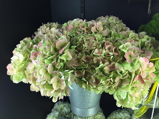 hydrangea bouquets valentines day florists philadelphia evantine