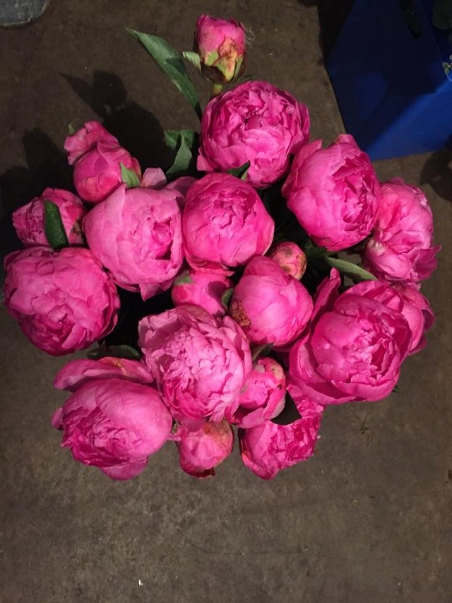 pink peonies valentines day philly florists evantine design