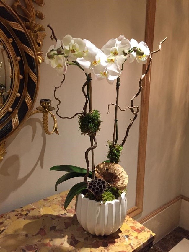 potted orchid plants for valentines philadelphia florists evantine design