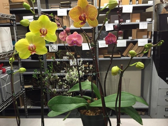 potted phalaenopsis orchids evantine design