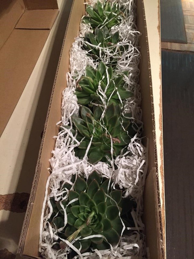 succulents for floral bouquets evantine design