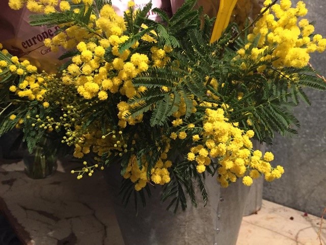 yellow mimosa acacia from france evantine design
