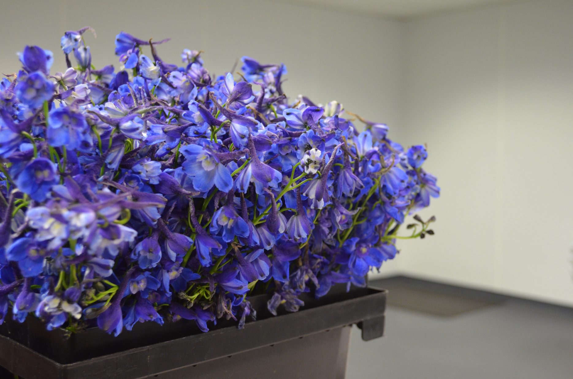 Blue Delphinium Floral Design Studio Evantine Design Philadephia Florists