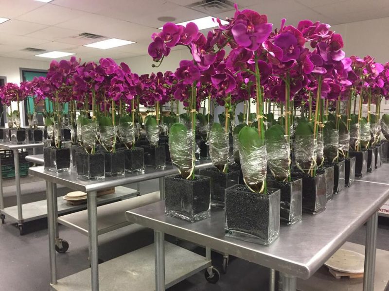 potted orchid gifts for corporate clients evantine design philadelphia florists