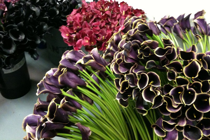 purple-calla-lilies