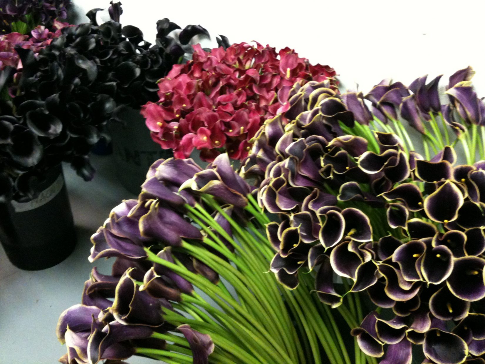 purple calla lilies