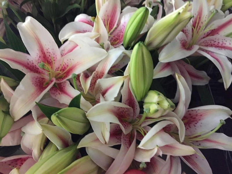 star gazer lilies fresh flower delivery mothers day bouquets philadelphia