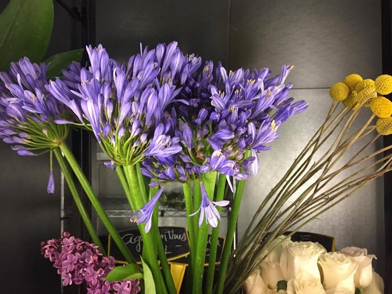 agapanthus fresh flowers mothers day philadelphia florists