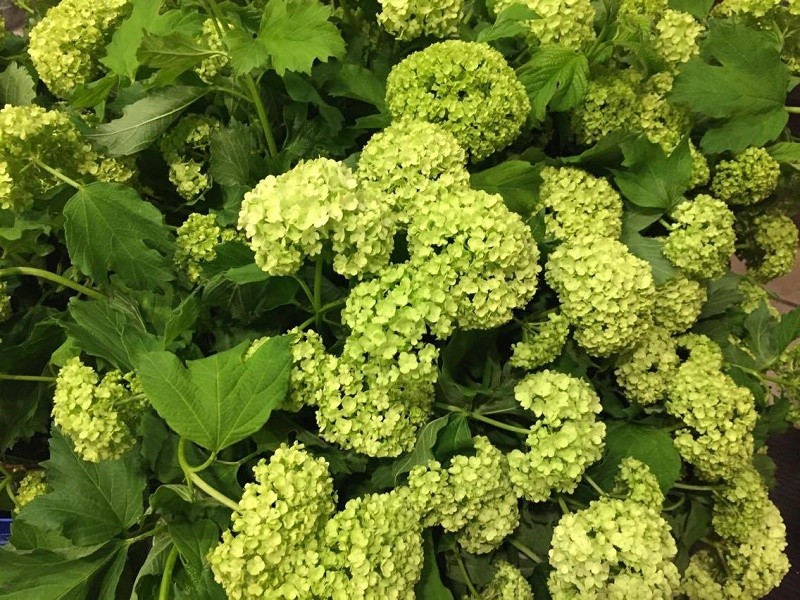 green viburnum fresh flowers philly evantine design mothers day gifts