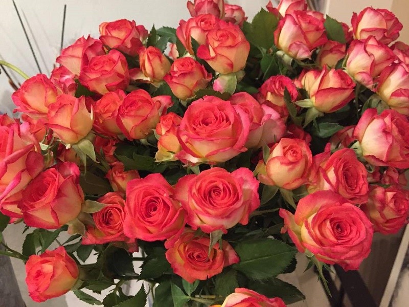 roses mothers day flower delivery philly florists evantine