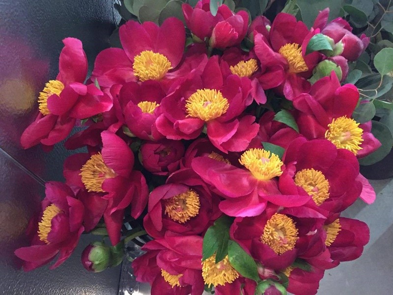 tree peonies mothers day flowers evantine design fresh flower delivery philadelphia