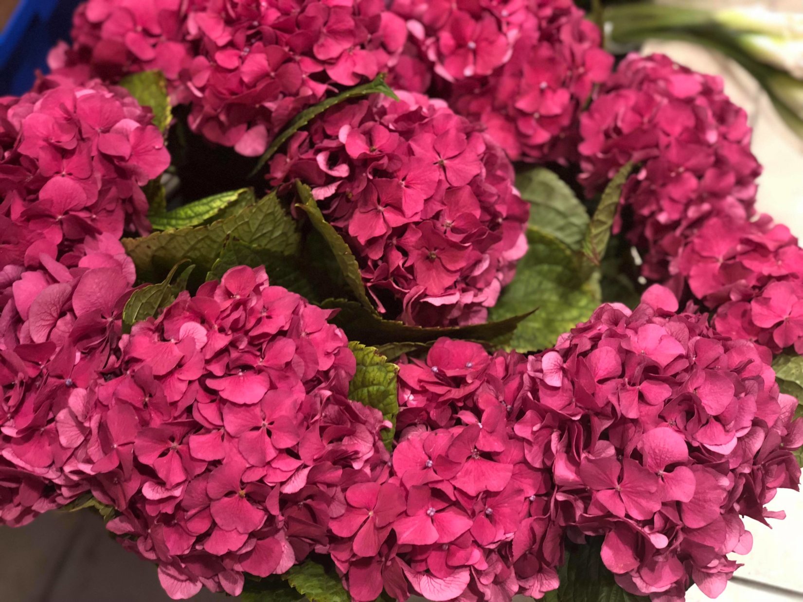 Hot Pink Hydrangea Evantine Design Florist Washington Square Philadelphia