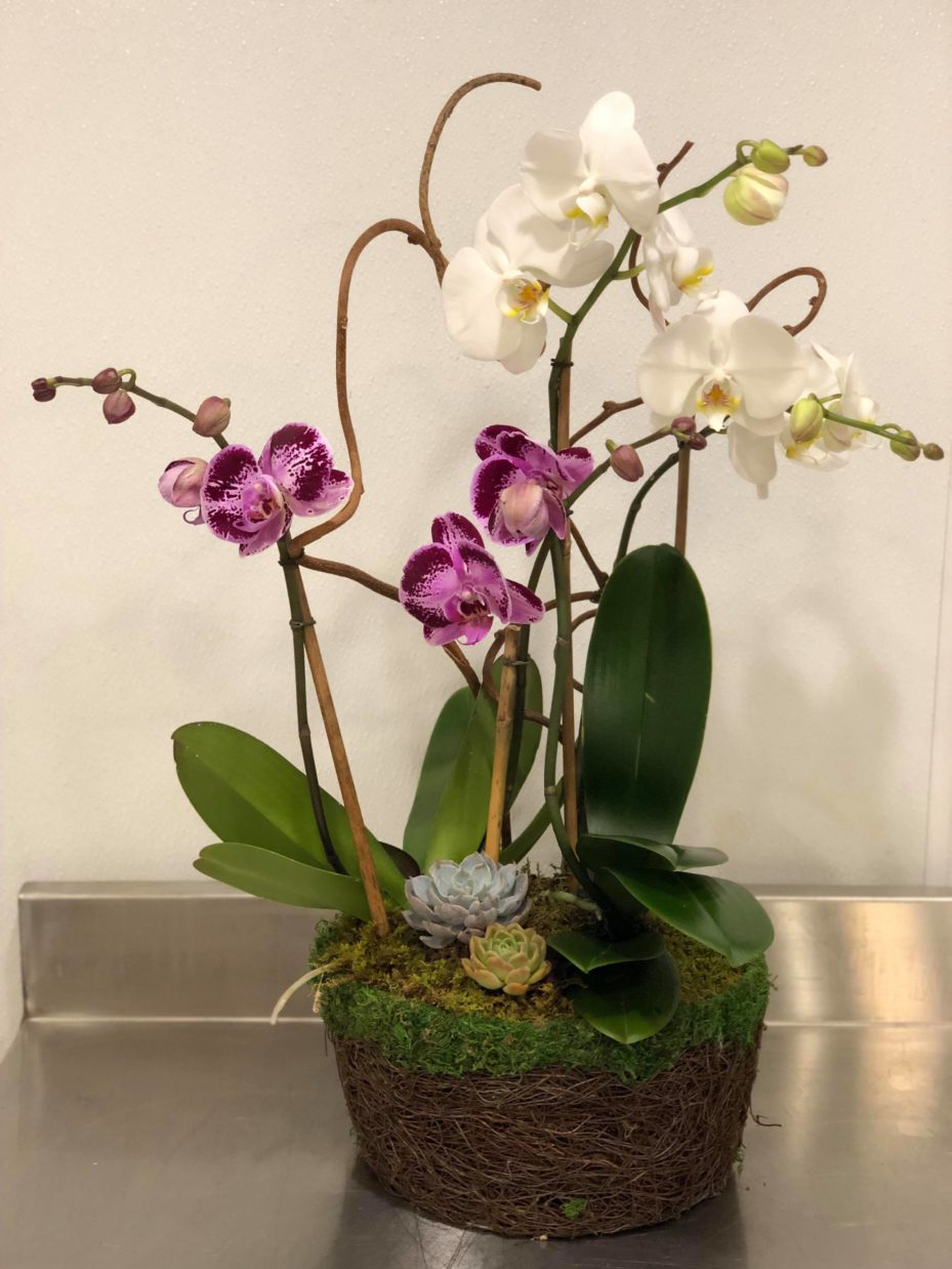 Potted Orchids Floral Gifts Evantine Design Florist in Philly Philadelphia Flower Shops