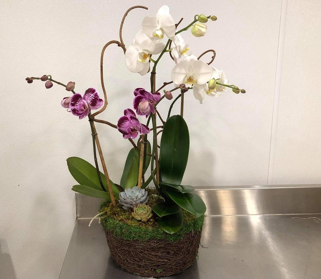 potted orchids evantine design fine gifts and philadelphia flower shop