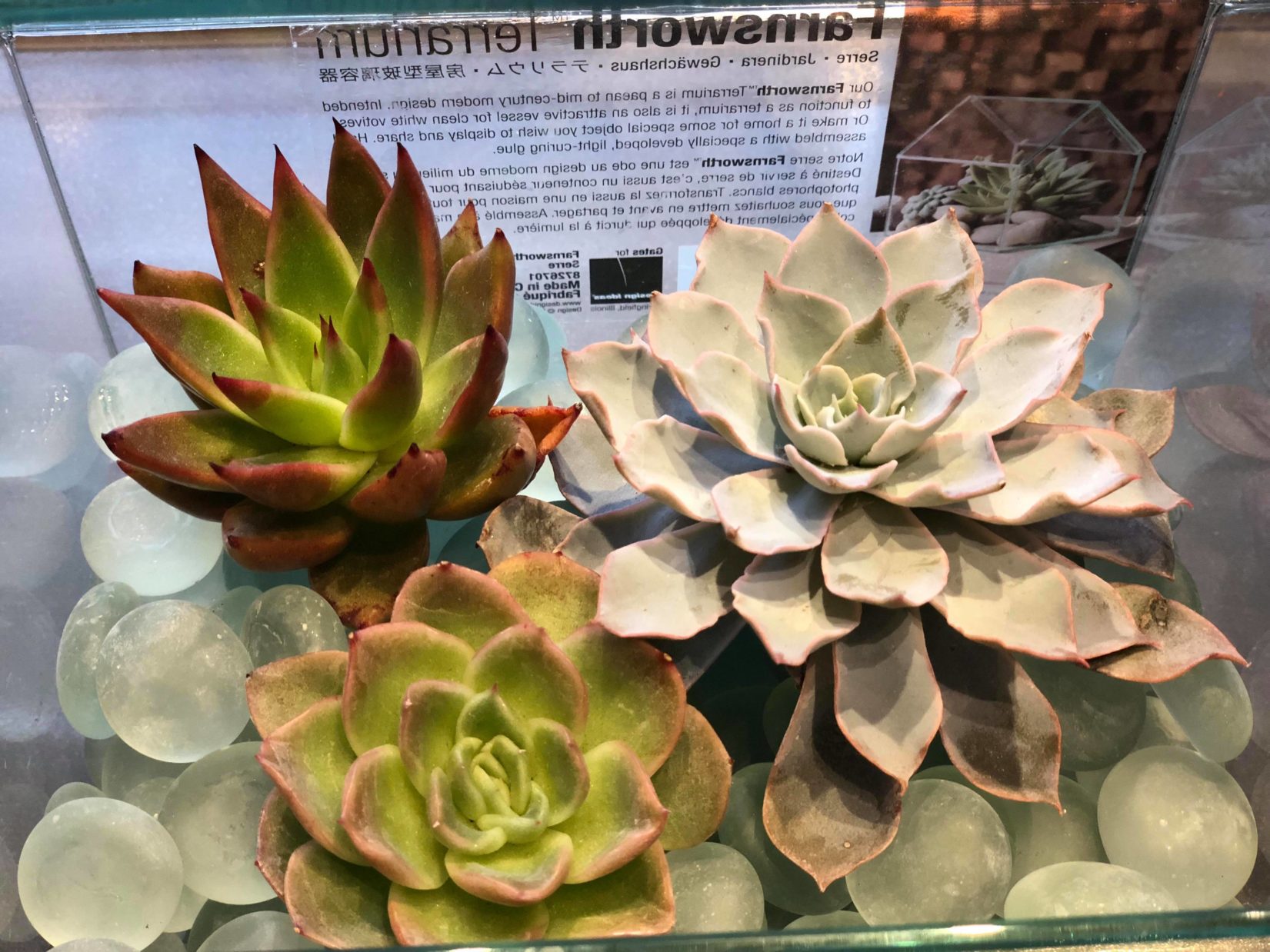 succulents in glass terrarium evantine design philadelphia florist