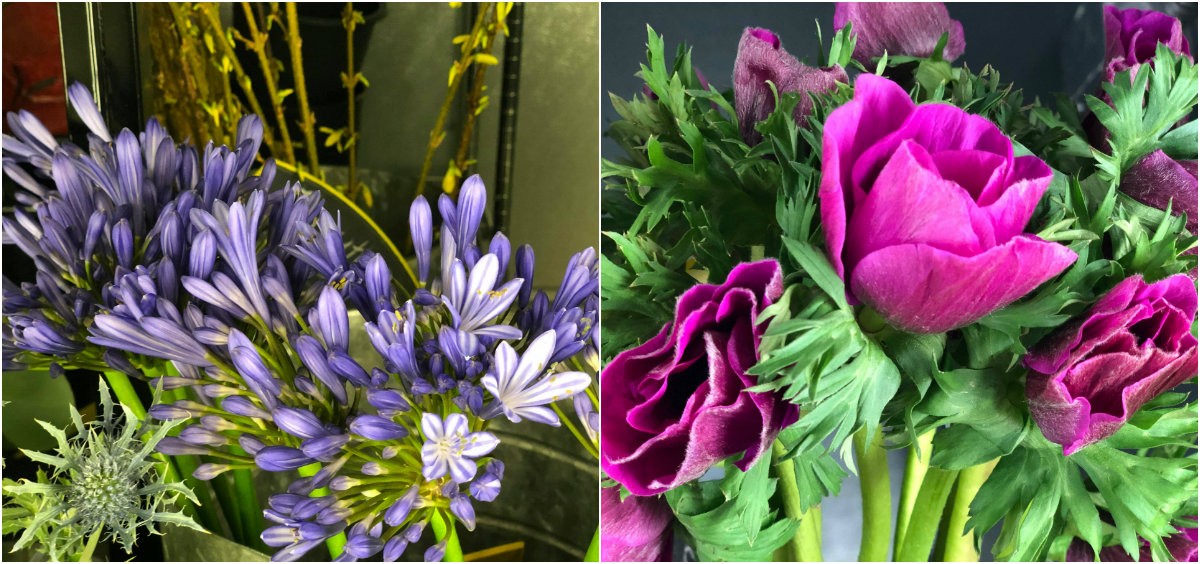 agapanthus thistle magenta anemone shop evantine philadelphia flower shops