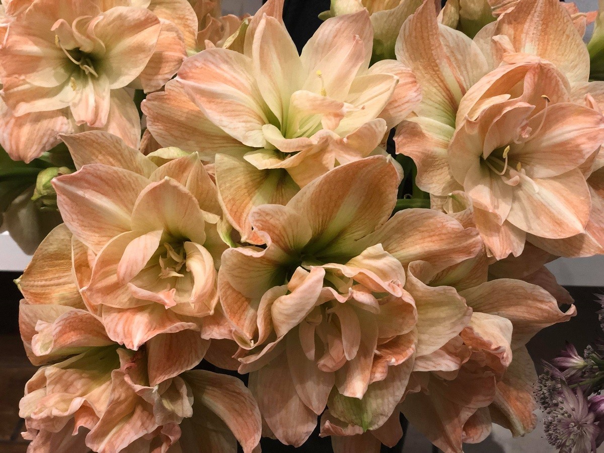 amaryllis fresh flowers philadelphia evantine design