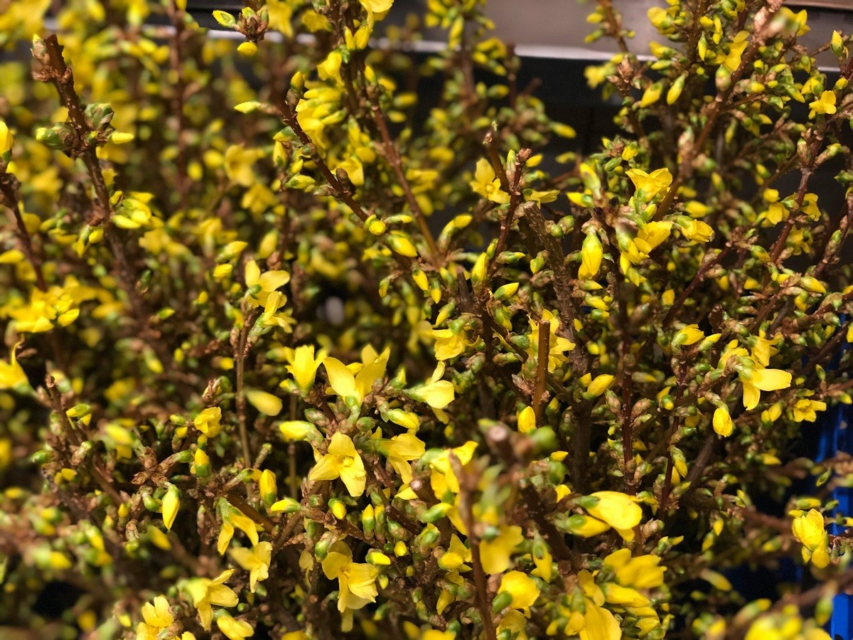 flowering forsythia spring flowers shop evantine design philly florist