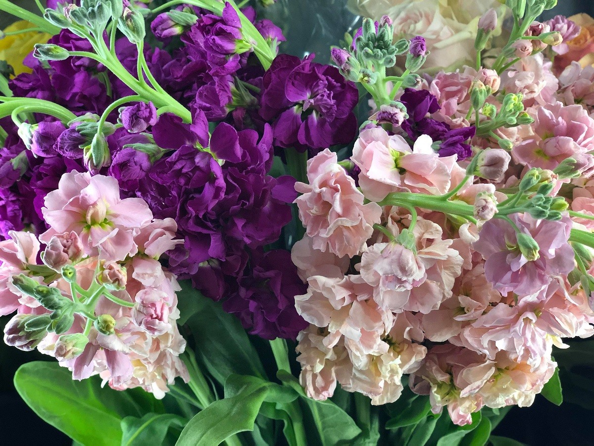 french stock fresh flowers evantine design florist shop philadelphia