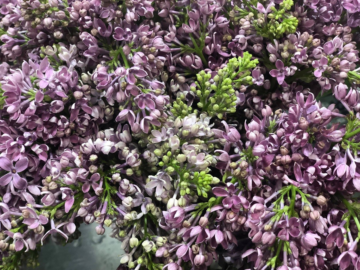 lilacs fresh flower delivery philadelphia shop evantine design center city philly