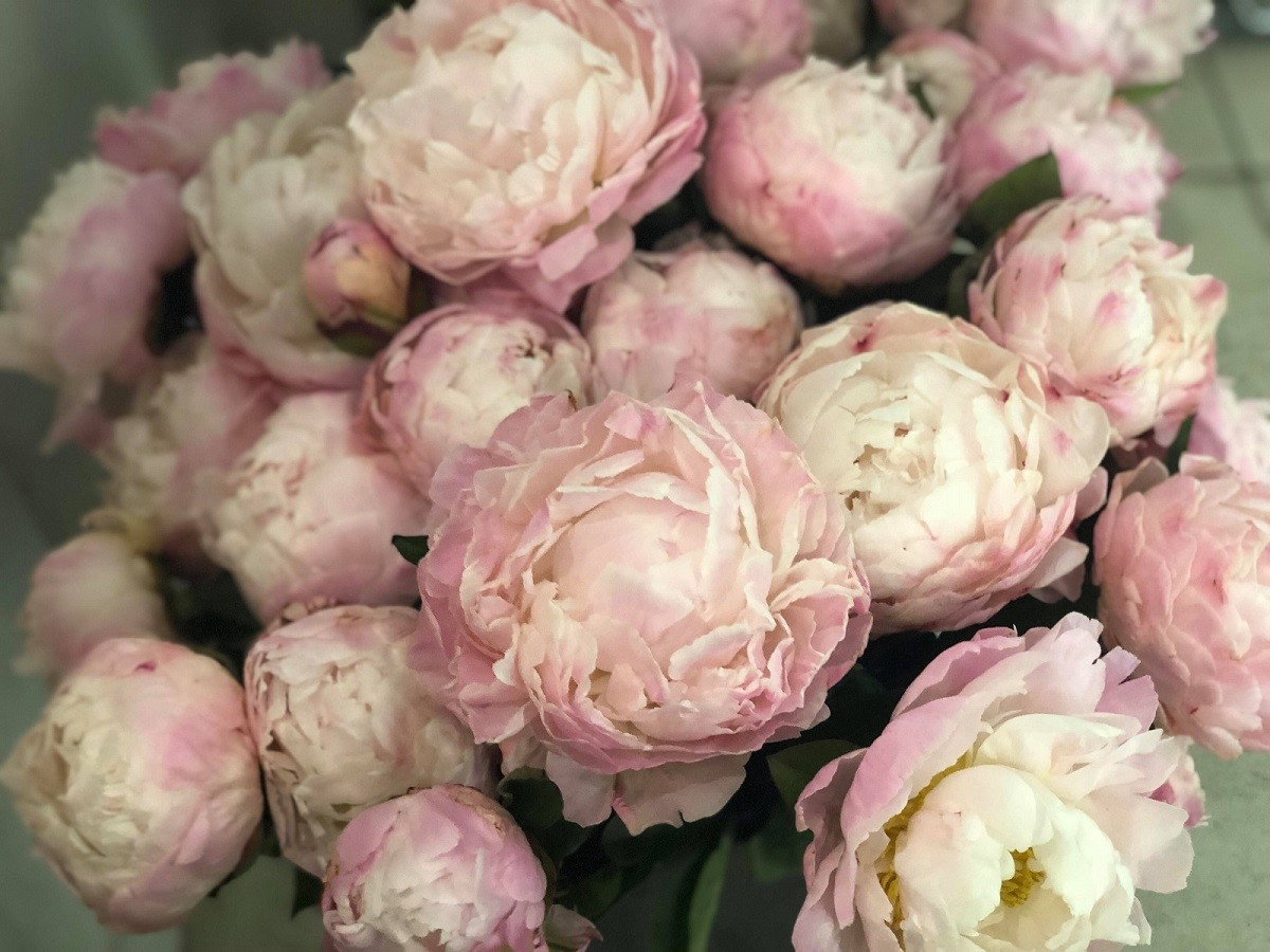 pale pink peonies fresh flowers shop evantine design valentines day flower delivery philadelphia