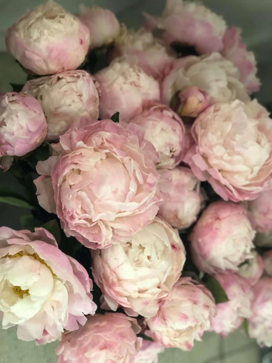 pale pink peonies fresh flowers shop evantine design valentines day flower delivery philadelphia