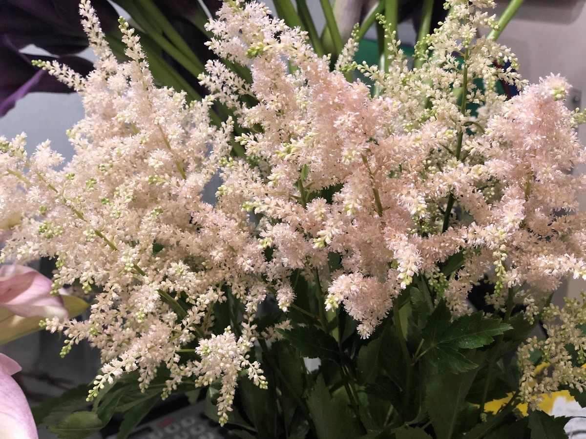 pink astilbe shop evantine design philadelphia florists flower delivery