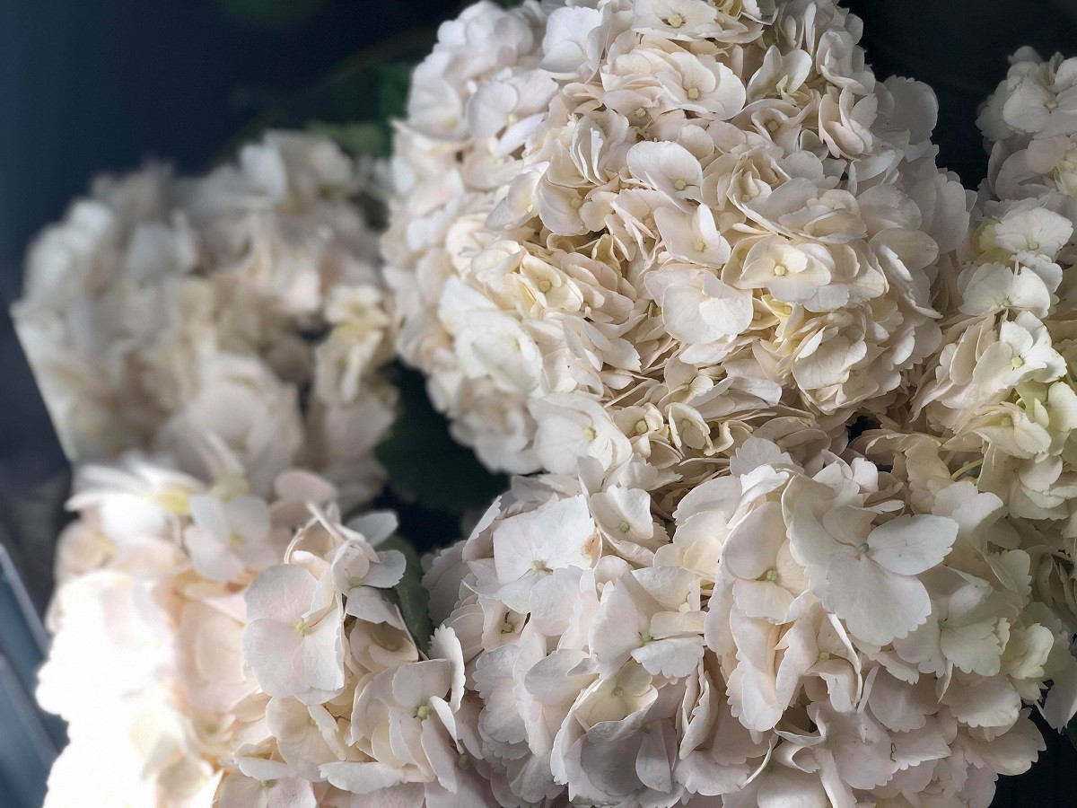 white hydrangea evantine design floral boutique and gift shop philadelphia